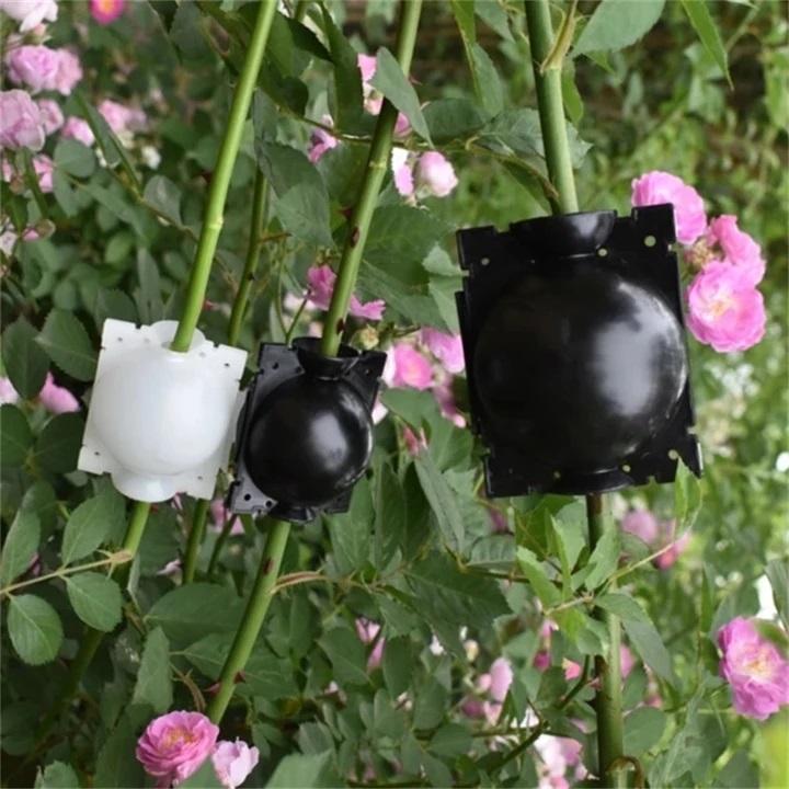 Boule de marcottage aérien de bouturage enracinement