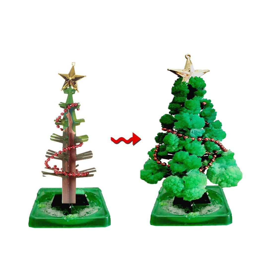 Miracle Growing Christmas Tree