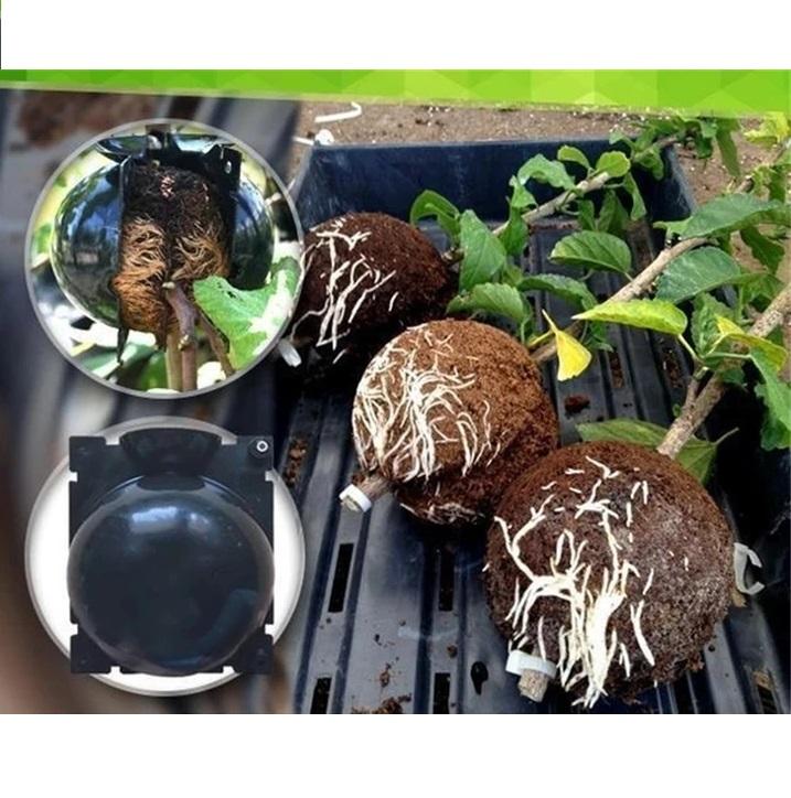 Ball of Propagation high pressure of the plants marcottage