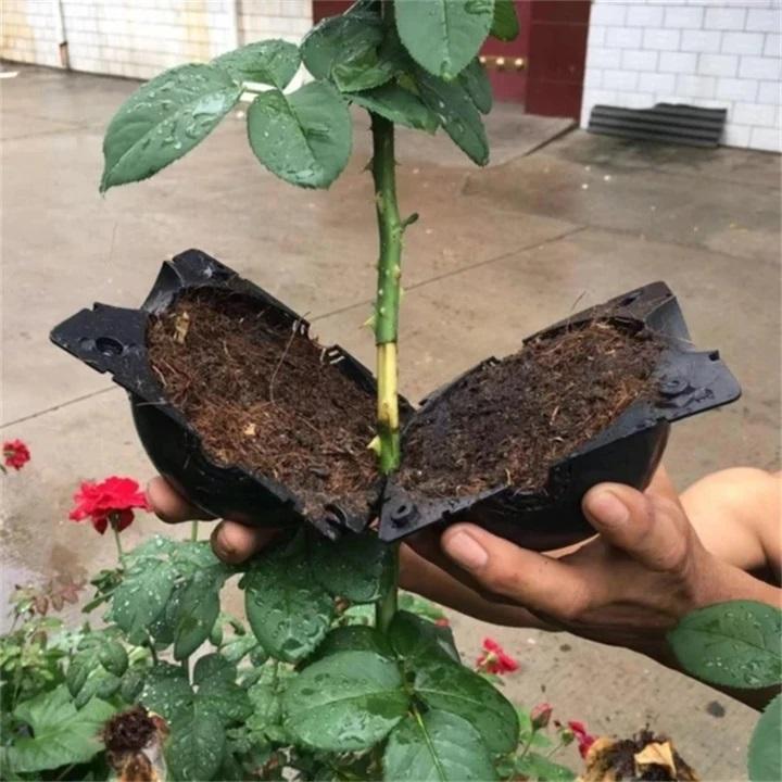 Ball of Propagation high pressure of the plants marcottage