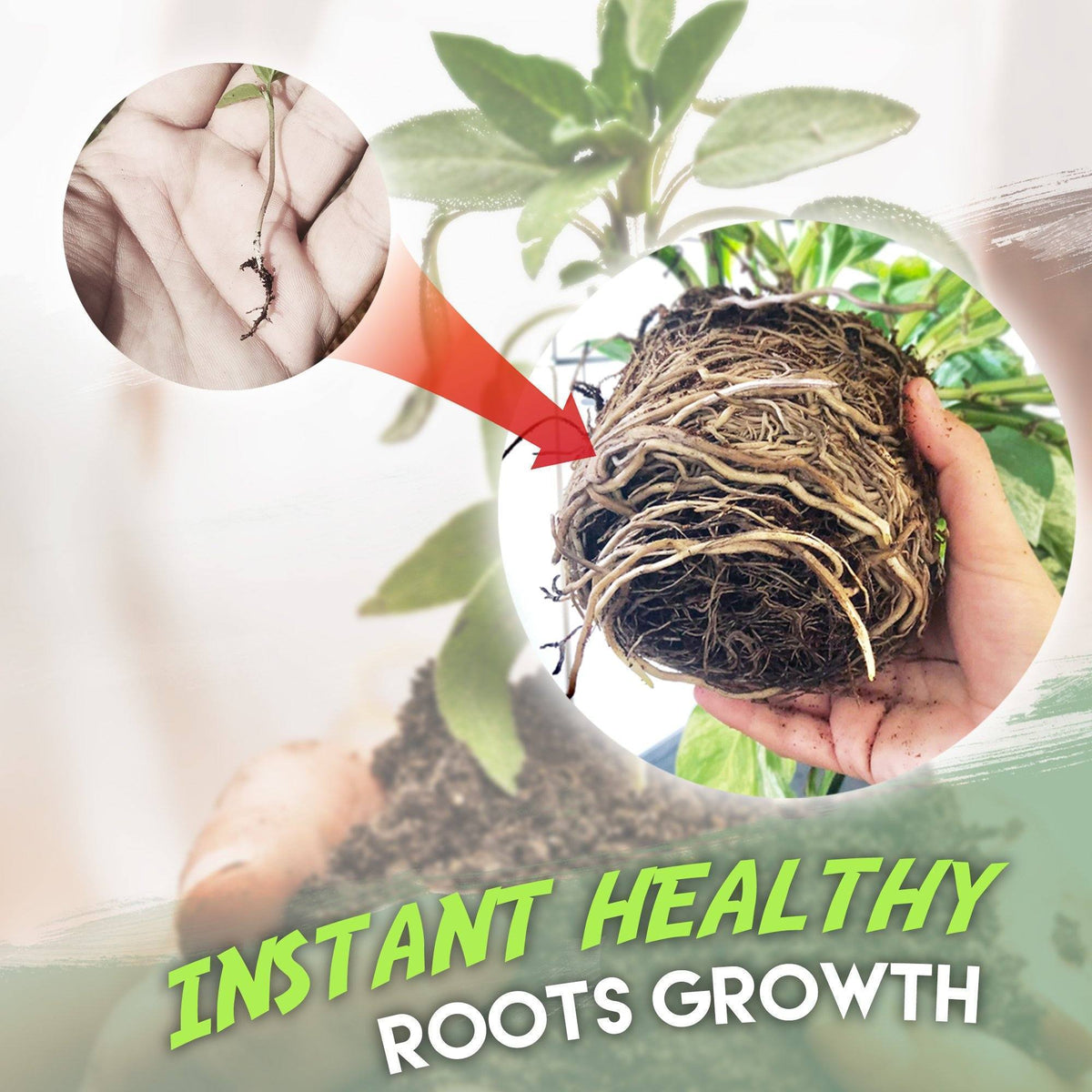 Rapid Rooting Powder