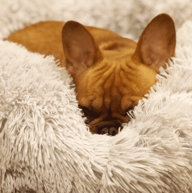 MrFluffyFriend Anxiety Relieving Dog bed
