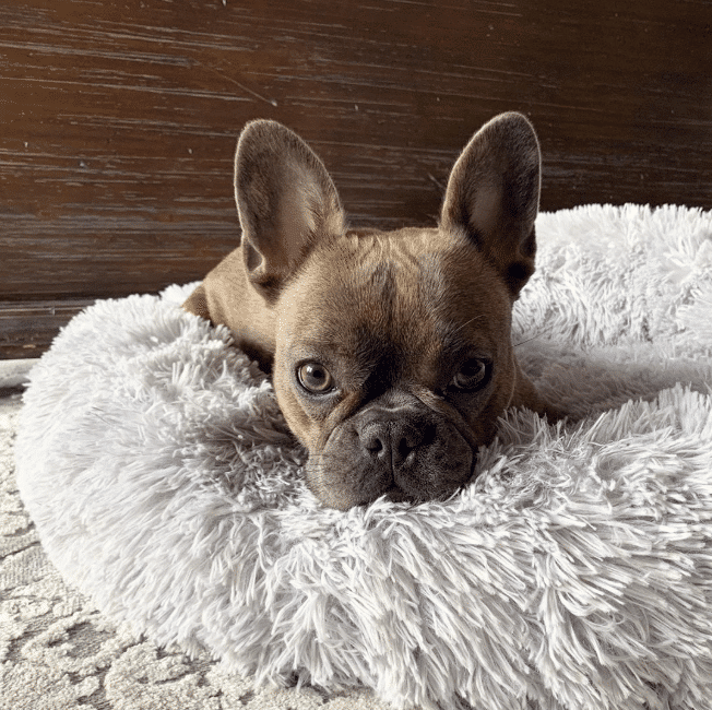 MrFluffyFriend Anxiety Relieving Dog bed