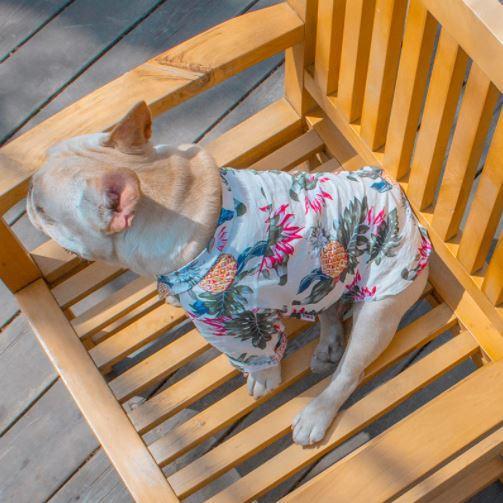 Hawaiian shirt for dog