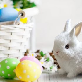 PetsBoro BunnyPal Rabbit Toys Miymo Fanyil